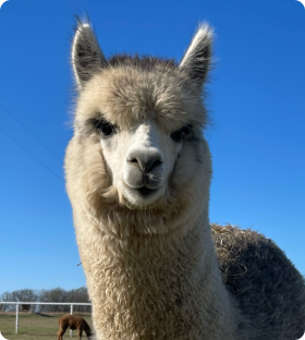 Alpaca headshot