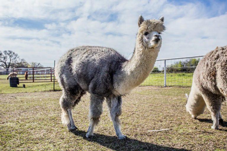 Grey alpacas