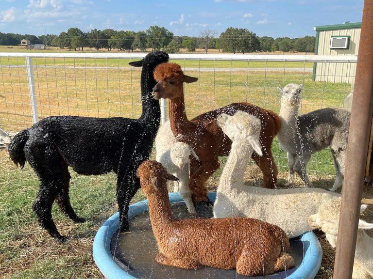 Alpacas near water
