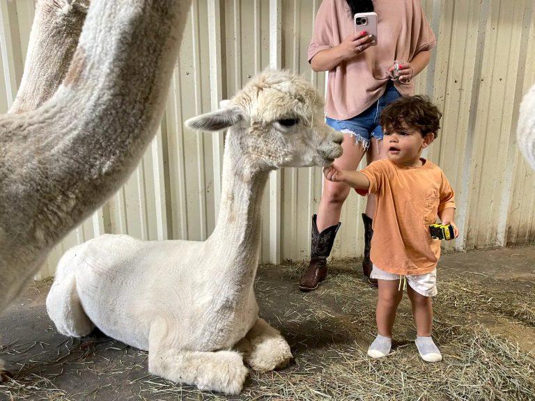 Alpacas with child
