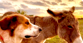 Ranch dog and donkey