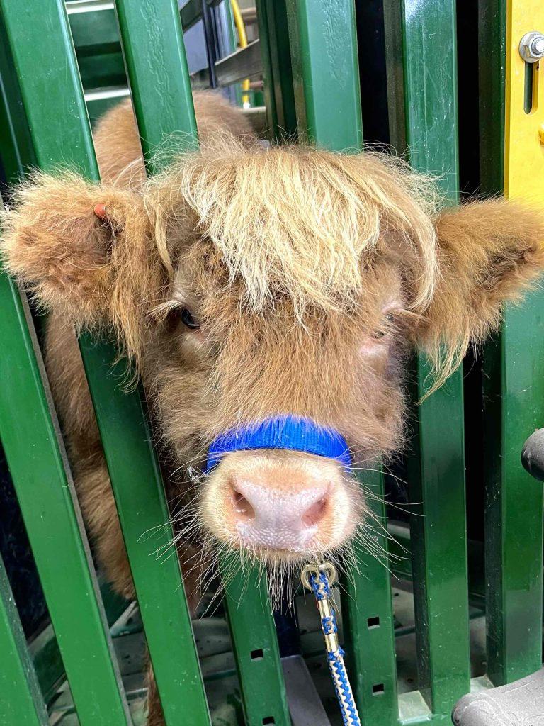 Highland cow