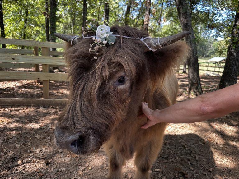Highland cows and ranch animals at 88888 Ranch