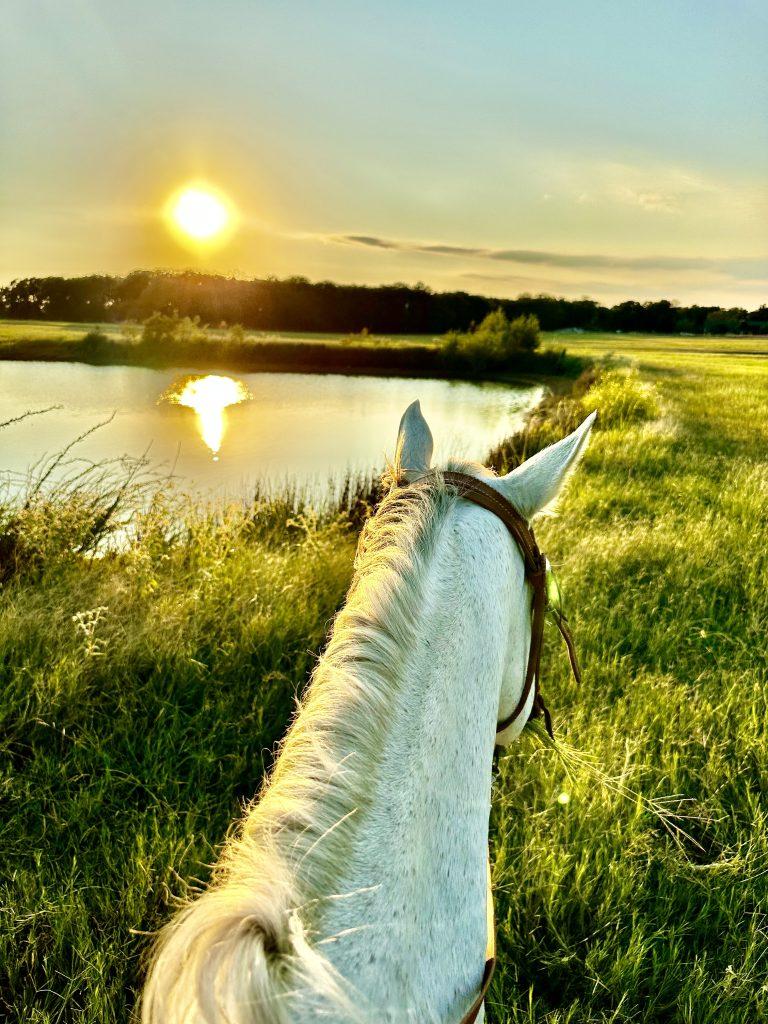 Ranch animal at 88888