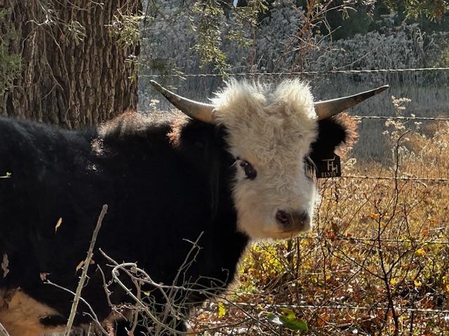 Highland cow at 88888 Ranch Wills Point TX