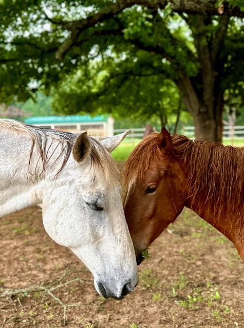 Close-up of Highland cow