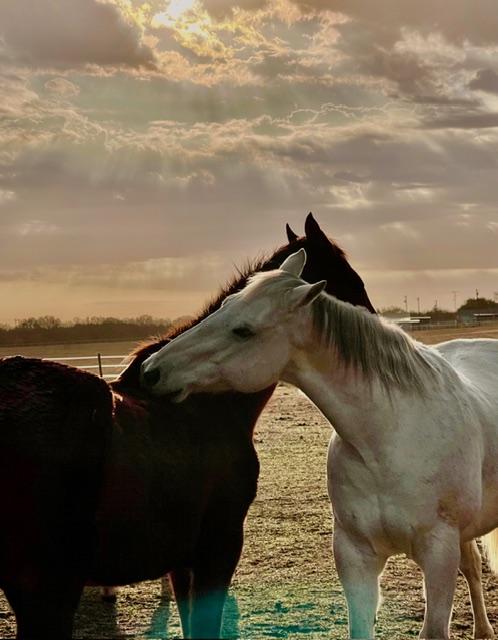 Ranch animals at 88888 Ranch