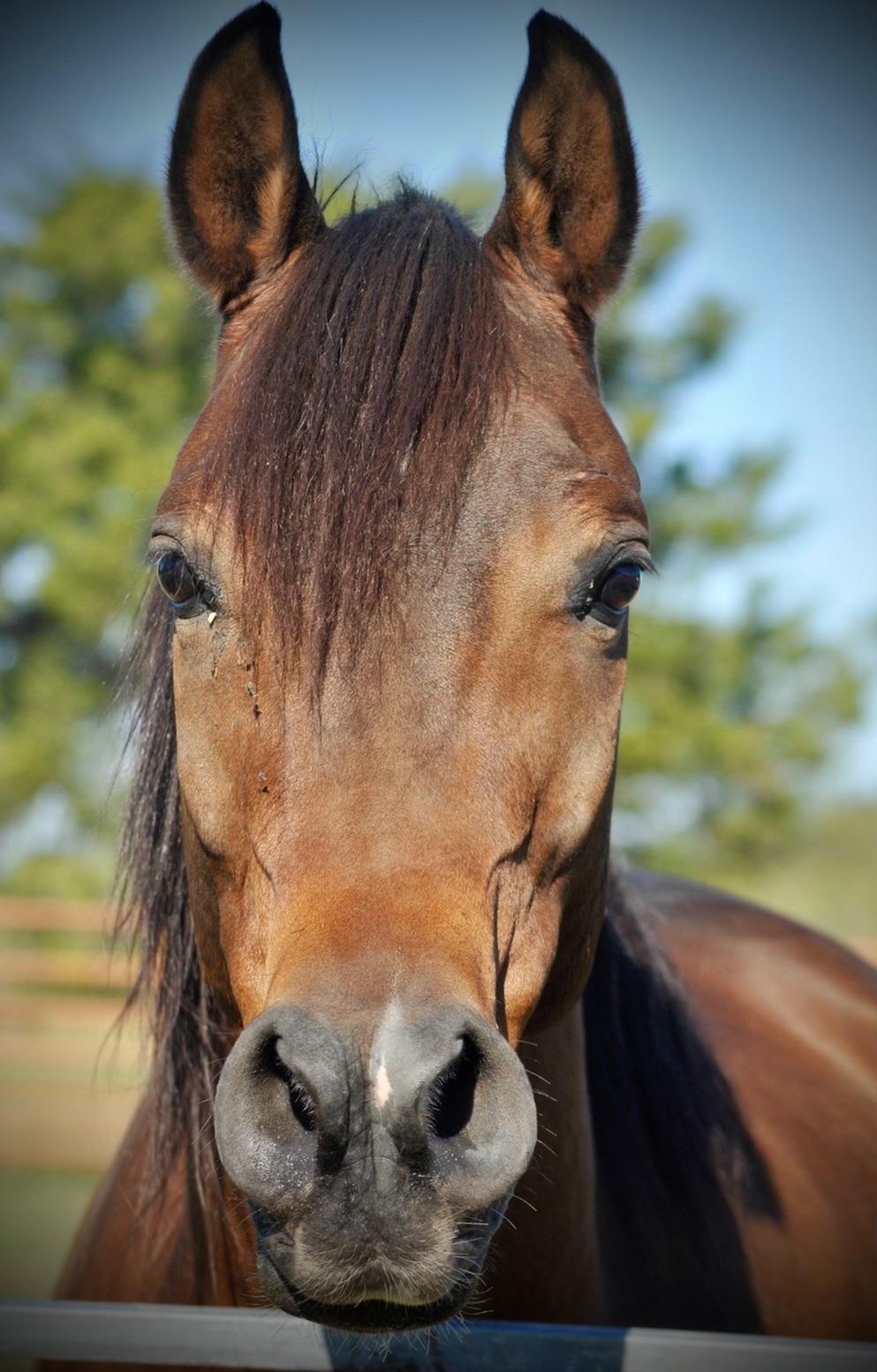 Highland cows in the pasture