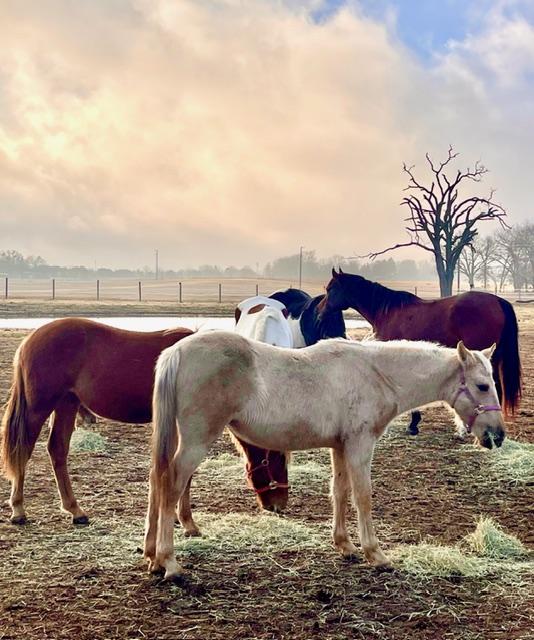 Ranch animals up close