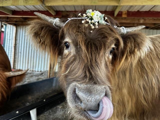 Ranch animals and scenery