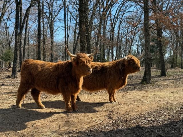 Highland cows at 88888 Ranch